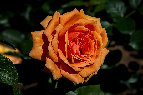 Schloss Heidegg | Rosengarten null