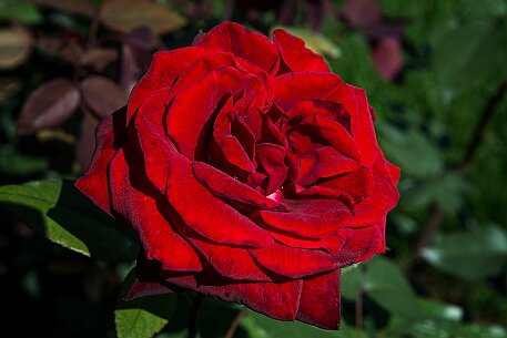 Schloss Heidegg | Rosengarten null