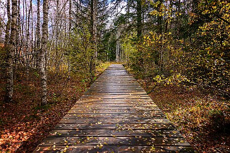 Tourbières des Ponts-de-Martel null