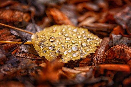 Tourbières des Ponts-de-Martel null