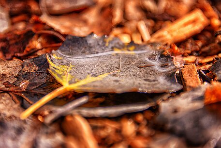 Tourbières des Ponts-de-Martel null