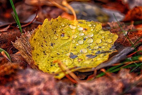 Tourbières des Ponts-de-Martel null
