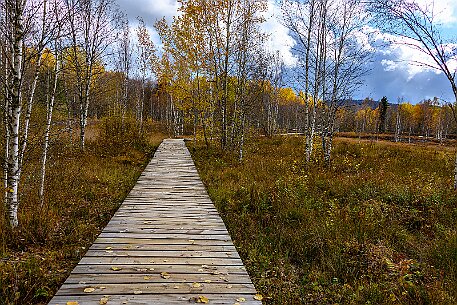 Tourbières des Ponts-de-Martel null
