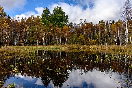 Tourbières des Ponts-de-Martel null