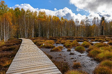 Tourbières des Ponts-de-Martel null