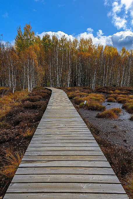 Tourbières des Ponts-de-Martel null
