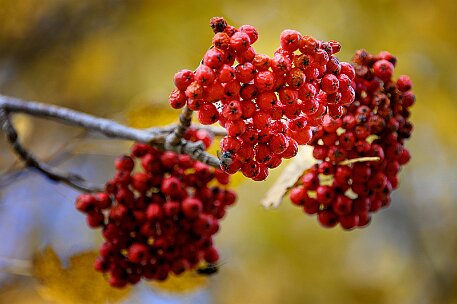 Tourbières des Ponts-de-Martel null