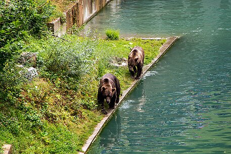 Berner Altstadt | Bärengraben null