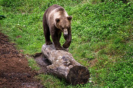 Berner Altstadt | Bärengraben null