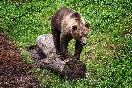 Berner Altstadt | Bärengraben null