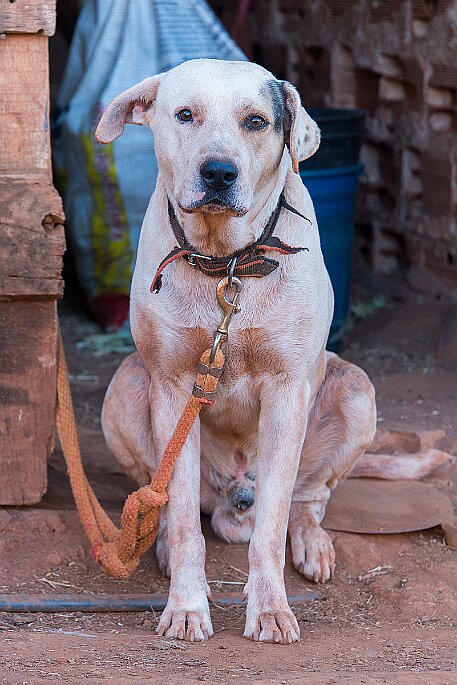 Brasil | Pferde von Claudio Baechler null