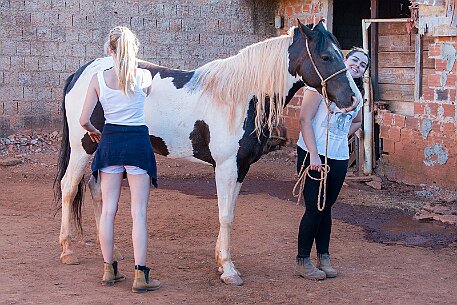 Brasil | Pferde von Claudio Baechler null