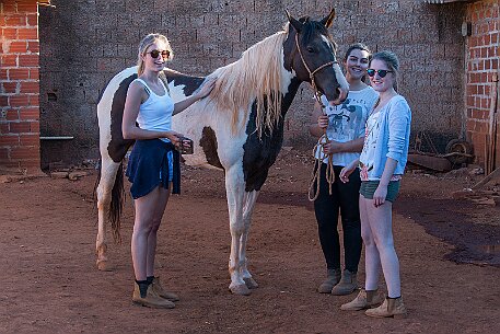 Brasil | Pferde von Claudio Baechler null