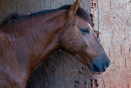 Brasil | Pferde von Claudio Baechler null