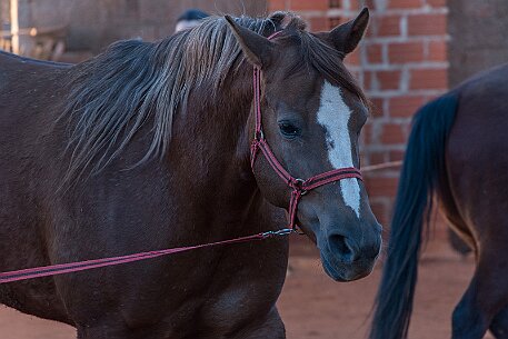 Brasil | Pferde von Claudio Baechler null