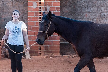 Brasil | Pferde von Claudio Baechler null