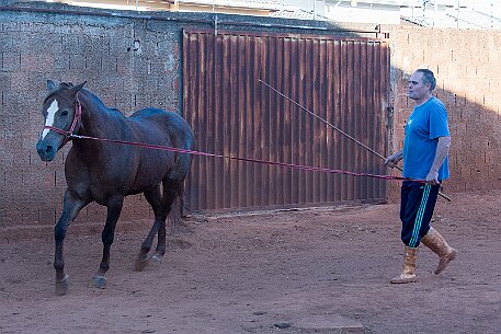 Brasil | Pferde von Claudio Baechler null
