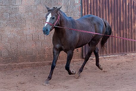 Brasil | Pferde von Claudio Baechler null