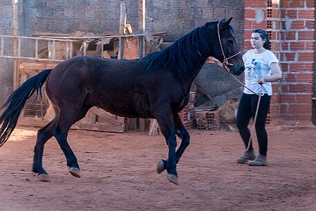 Brasil | Pferde von Claudio Baechler null
