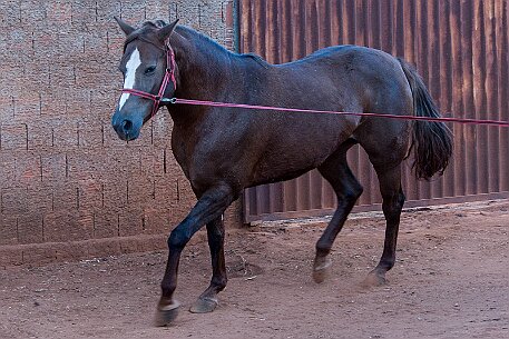 Brasil | Pferde von Claudio Baechler null