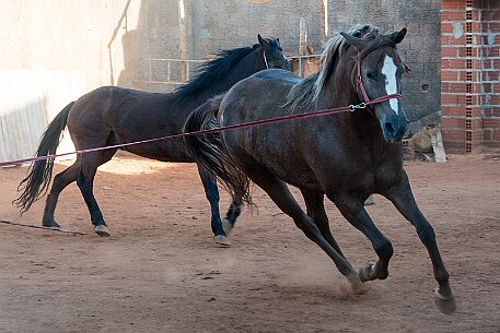 Brasil | Pferde von Claudio Baechler null