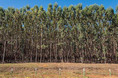 Brasil | Caldas-Novas null
