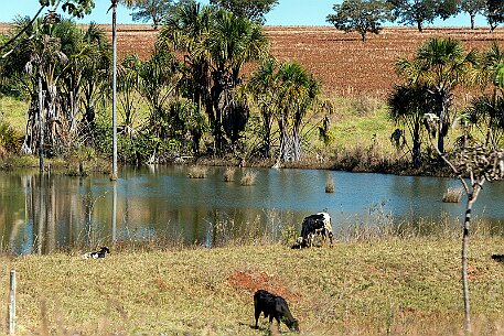 Brasil | Caldas-Novas null
