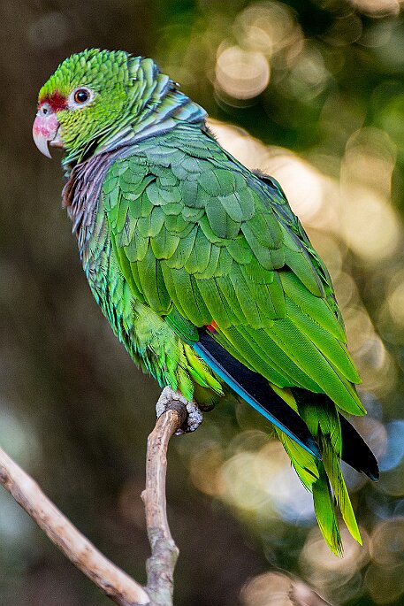 Brasil | Iguasu - Parque das Aves null