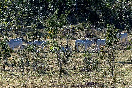 Brasil | Pirinopolis null