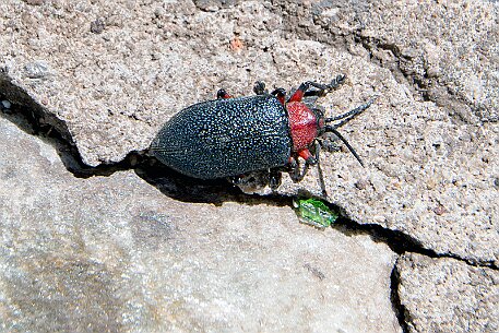 Brasil | Pirinopolis null