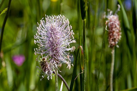 Dolomiten_20220620_23 null