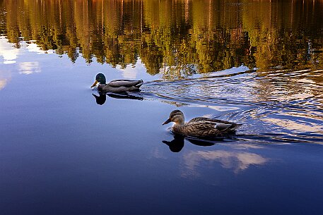 Étang de la Gruère null