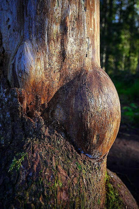 Étang de la Gruère null