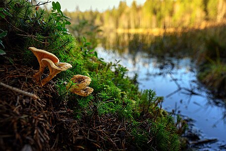 Étang de la Gruère null