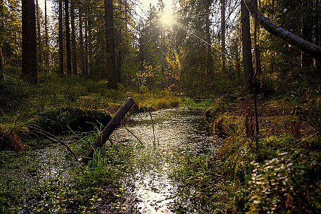 Étang de la Gruère null