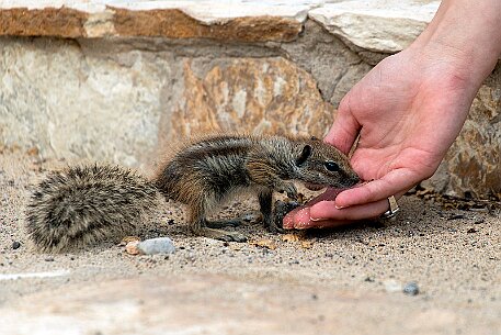 Ardilla Moruna, Erdmännchen auf der Insel Fuerteventura null