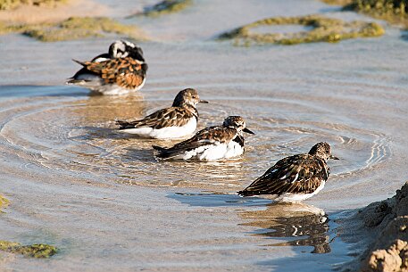 Fuerteventura - Costa Calma null