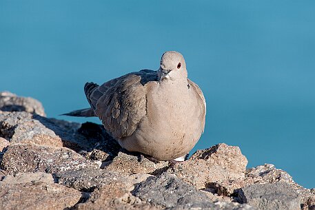 Fuerteventura - Costa Calma null