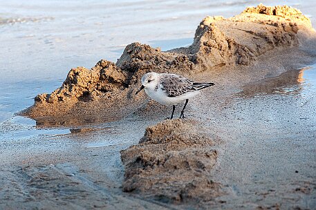 Fuerteventura - Costa Calma null