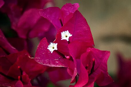 Fuerteventura - Costa Calma null