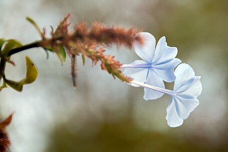 Fuerteventura - Costa Calma null