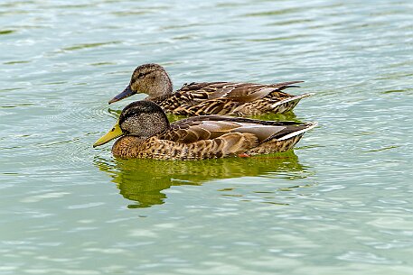 Koeniz_20150725_26 null