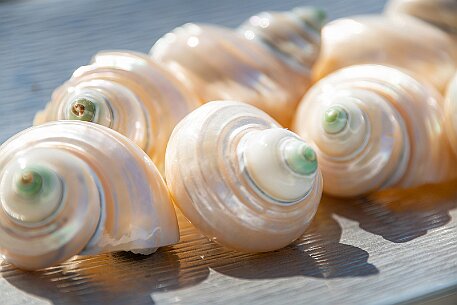 Rogoznica Croatia null