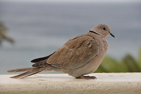 Iberostar Lanzarote Playa Blanca null