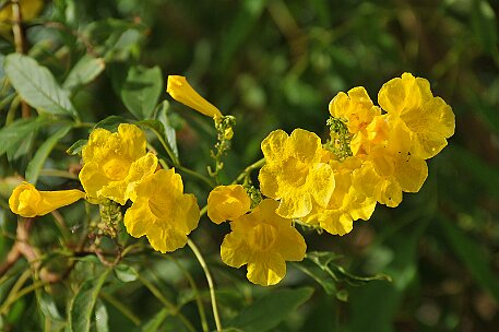Iberostar Lanzarote Playa Blanca null