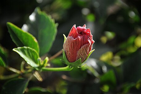 Lanzarote Strand Playa Blanca null