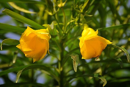 Lanzarote Strand Playa Blanca null