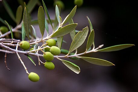 Menorca | Torralba null