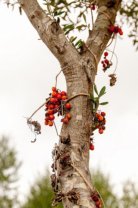 Menorca | Torralba null