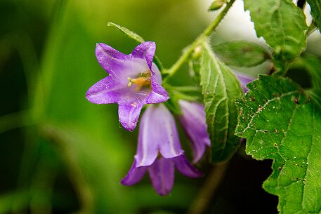 Saut-du-Doubs | Lac des Brenets null